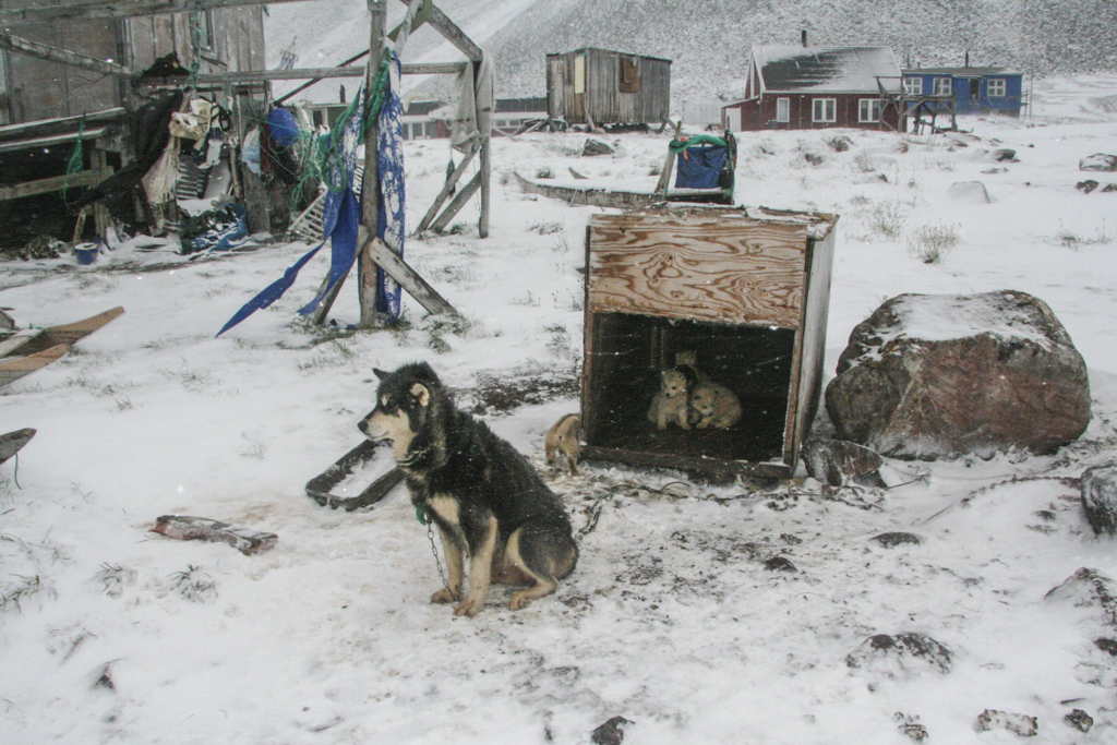 Greenland Savissivik – many more dogs than inhabitants