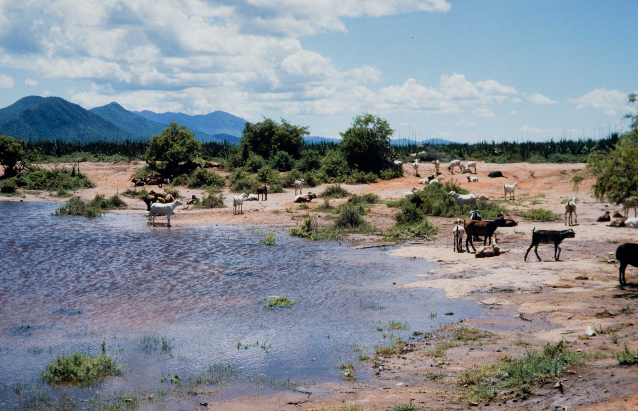 Tanzania – Game Parks 1985 to 1987